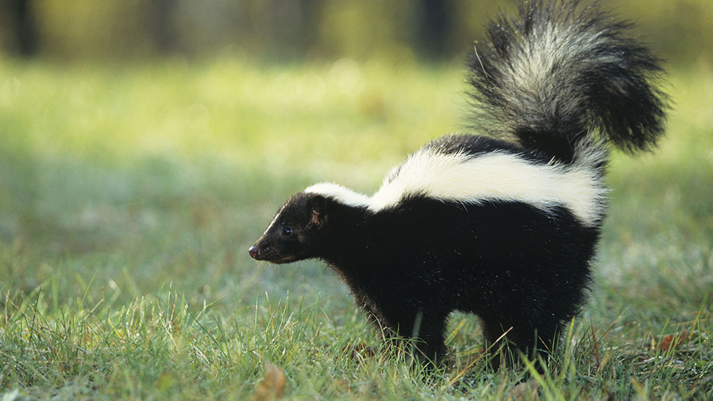 nuisance skunk problem