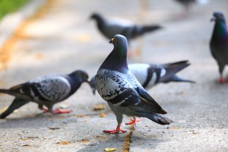 Pest Pigeon Removal