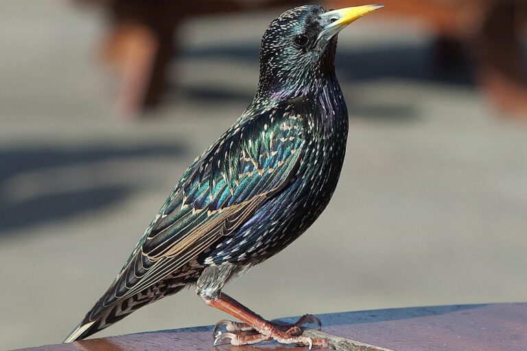 Nuisance Starlings Pigeon Pros